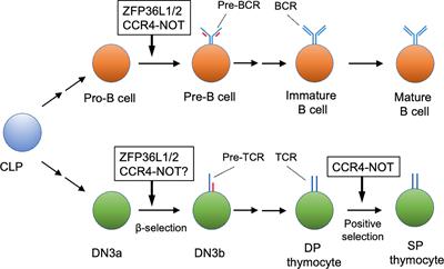 Regulation of Early Lymphocyte Development via mRNA Decay Catalyzed by the CCR4-NOT Complex